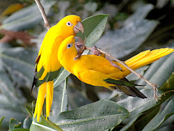 birds wallpapers ever kind bird parrots yellow amazing parrot nice colorful very