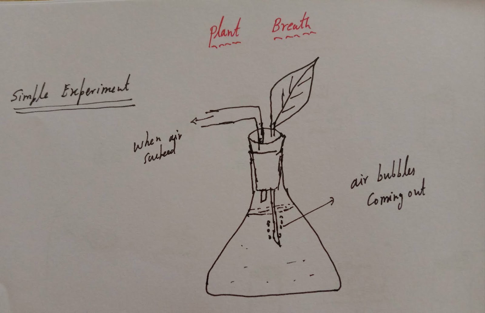 How to do the best science for kids with plant breathe in the simple