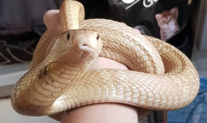 MG: Fui picado por uma cobra: o que devo fazer e o que devo evitar? MG: Fui picado por uma cobra: o que devo fazer e o que devo evitar?