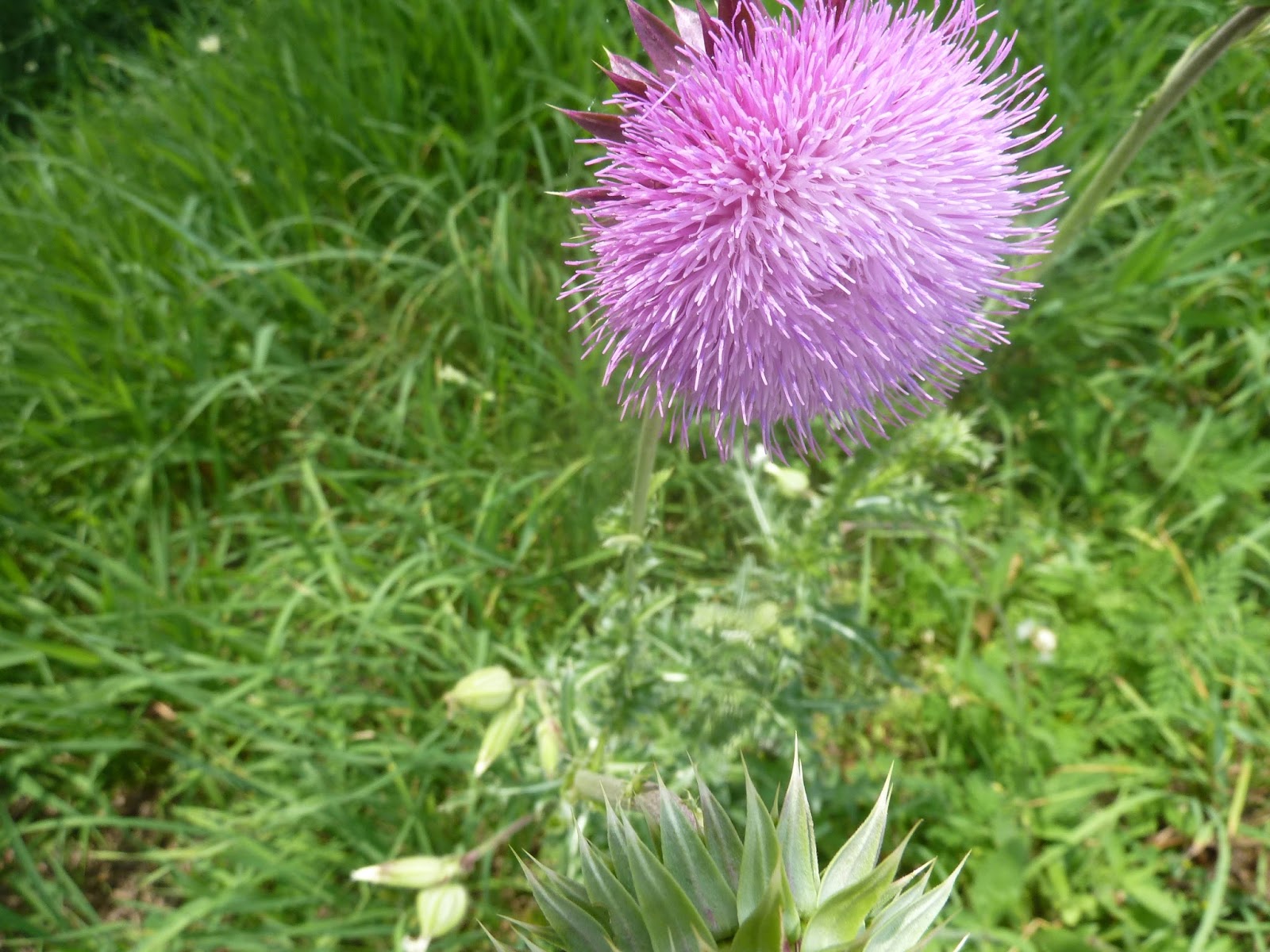 Seniors Walking Across America Post 1144 June 25 2013
