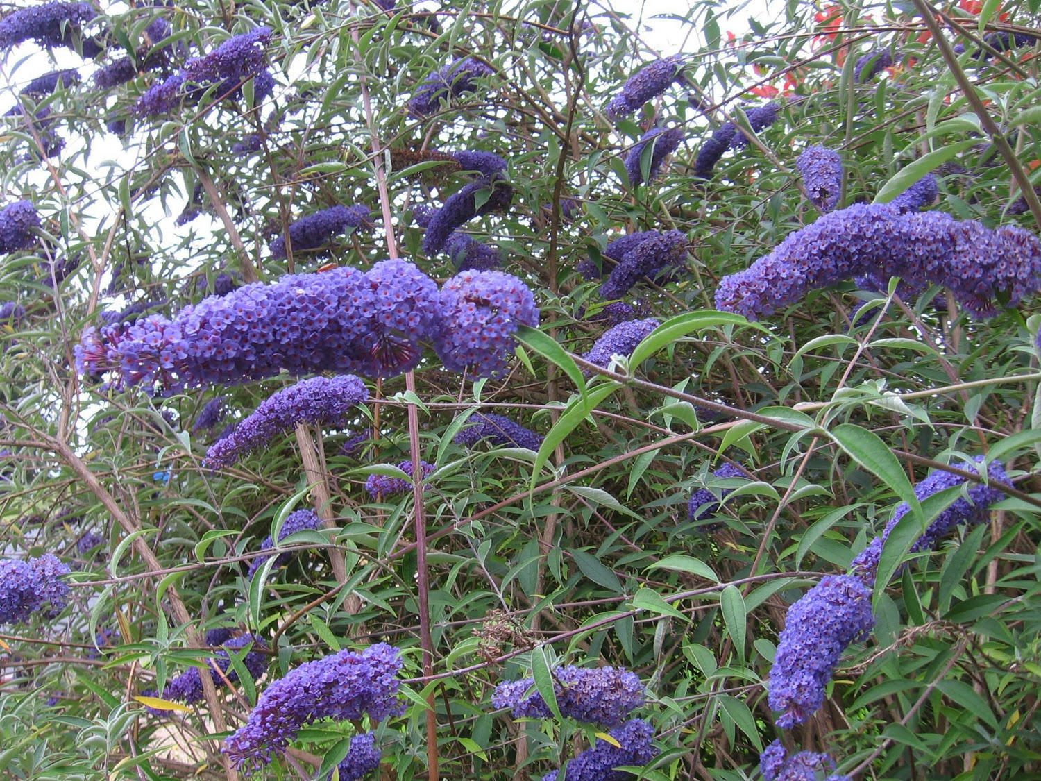 Perfume Project NW: THE BUTTERFLY BUSH PROBLEM