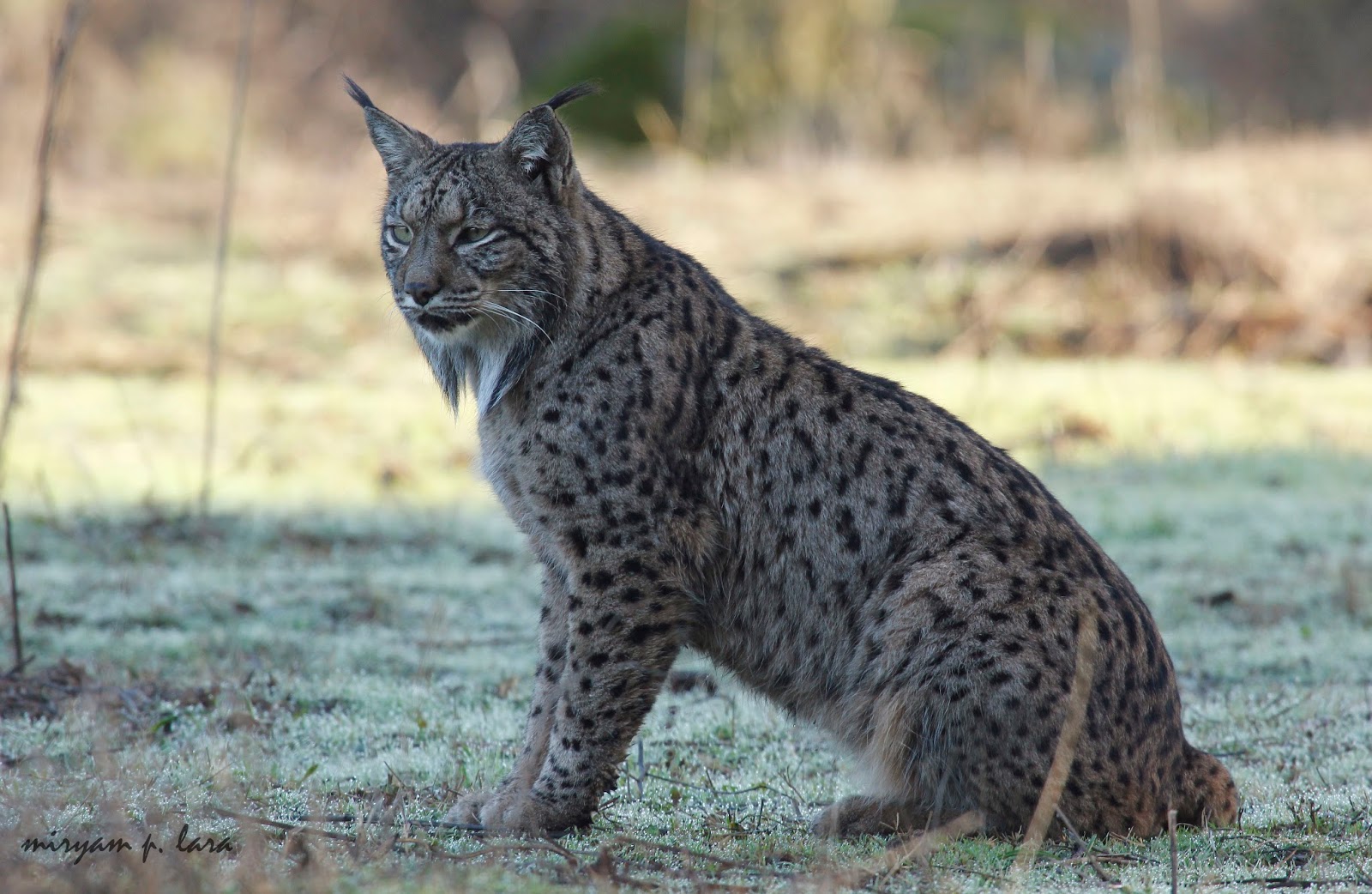 El Lince ibérico por Miryam Lara | Destino Natural