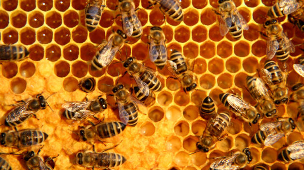 Celdas hexagonales, cera, miel, cría y abejas.