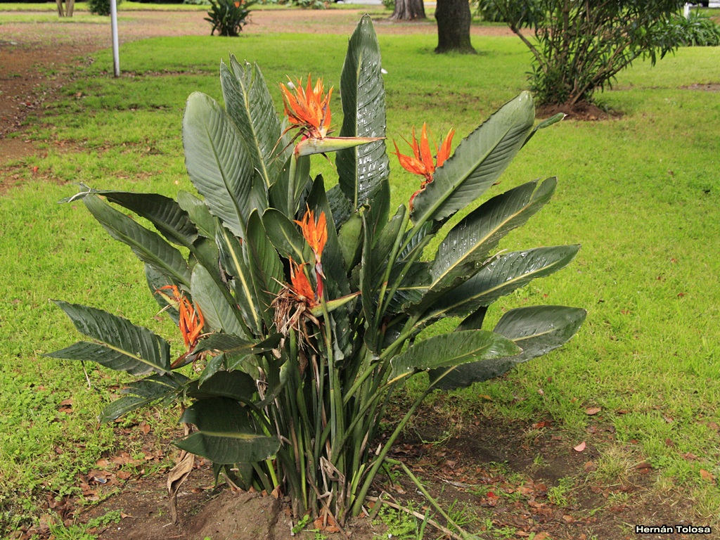 Flora Bonaerense: Ave del paraíso (Strelitzia reginae)