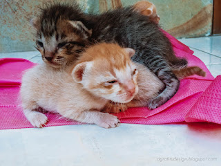 Sad Face Very Young Kittens Open Sleepy Eyes On A Piece Of Cloth In The House North Bali Indonesia