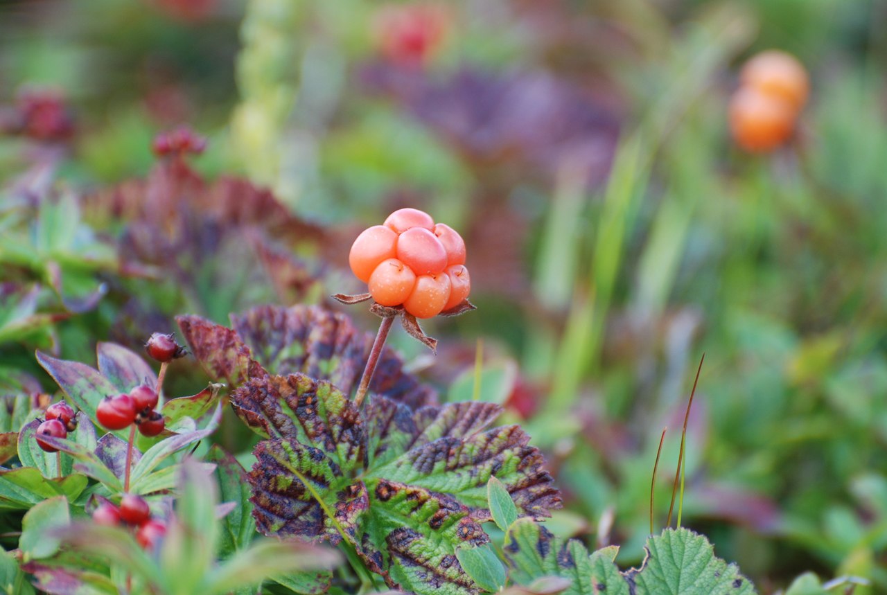 Stories from the Wigwam: Medicinal Monday - The Magic of Cloudberry Tea