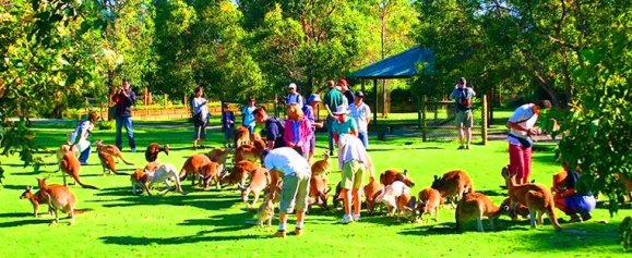 Bermesra dengan Kanggaroo di Caversham Wildlife Park