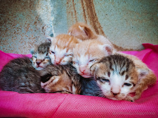 Adorable Newborn Baby Cats Sleep Huddling Together On Cloth In The House North Bali Indonesia