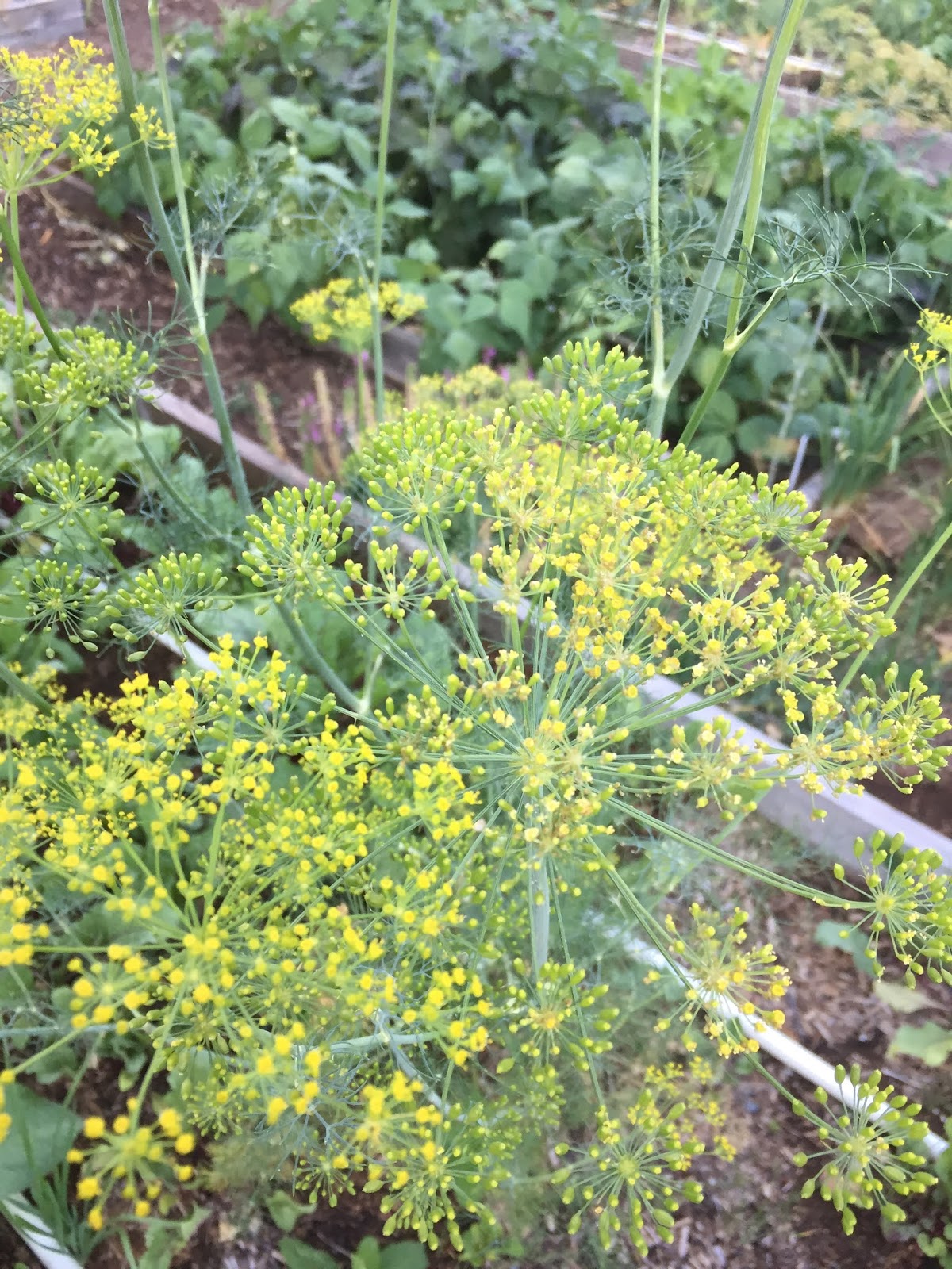 Growing Organic Saving Dill Seed