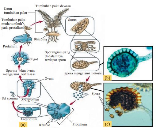 beranda belajar: SISTEM PERKEMBANGBIAKAN TUMBUHAN DAN HEWAN