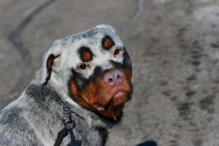 Perro Rottweiler con vitiligo