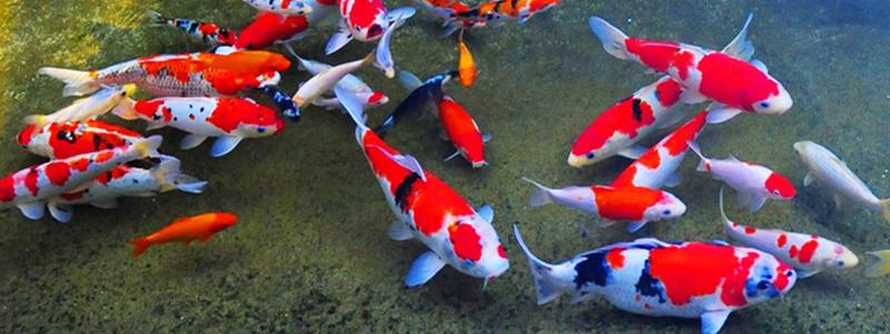 Shop Muốn Là Có ( Kinh Doanh Đa Dạng Mặt Hàng )