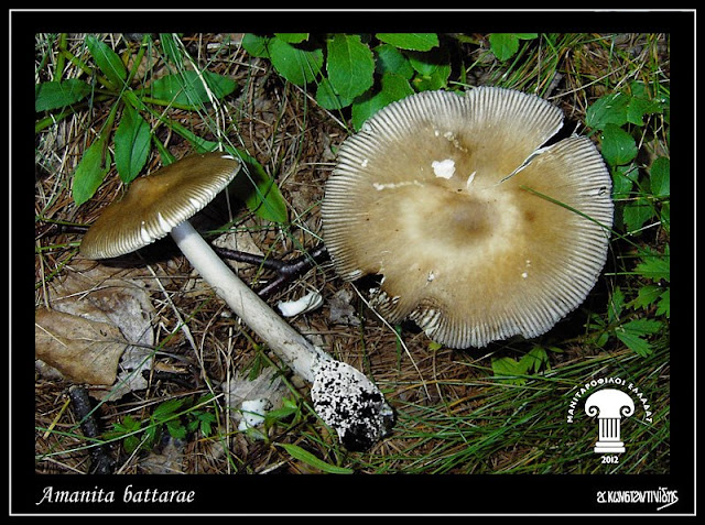 Amanita battarrae (Boud.) Bon