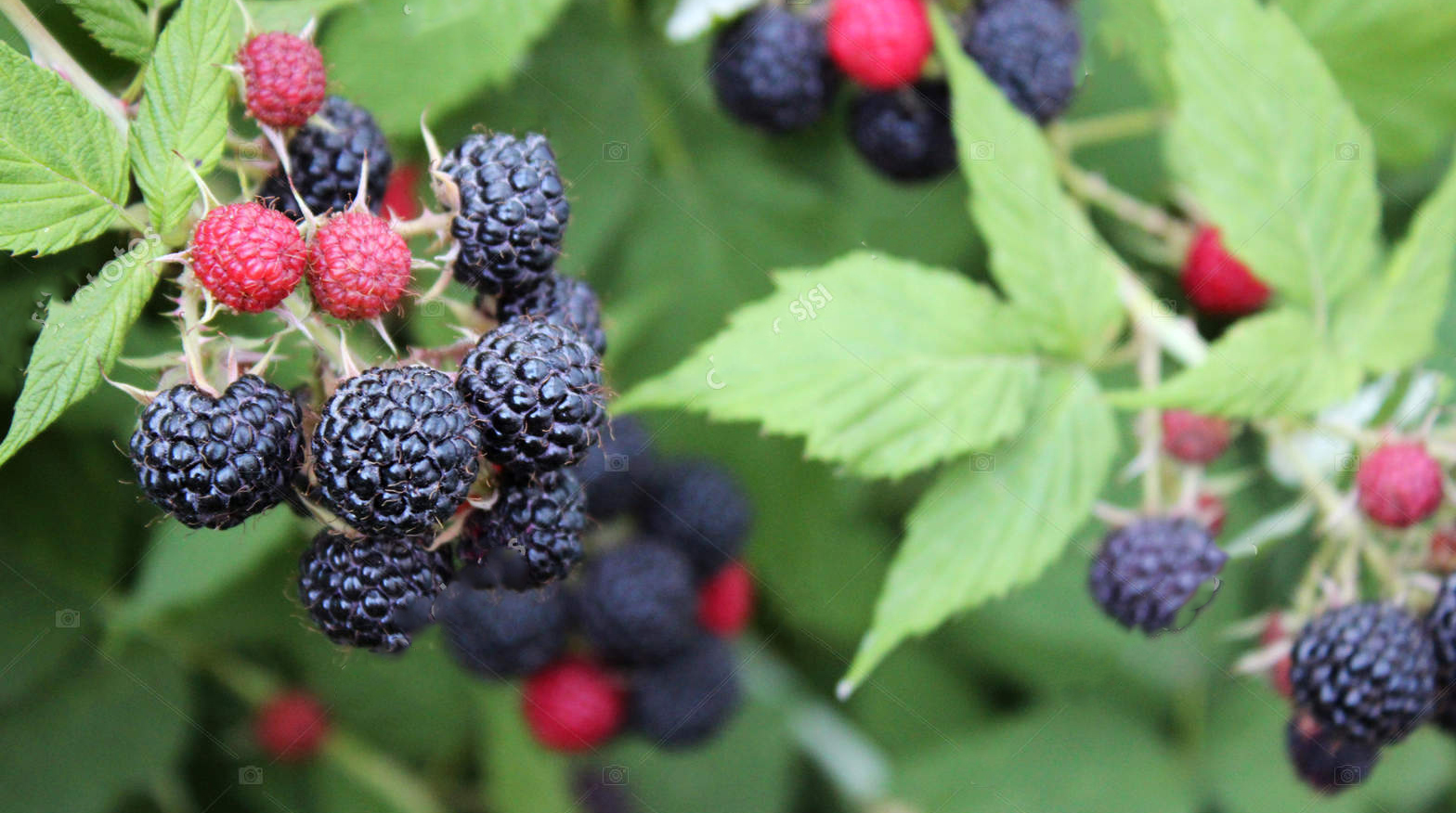 Sillibuss Berry Patch