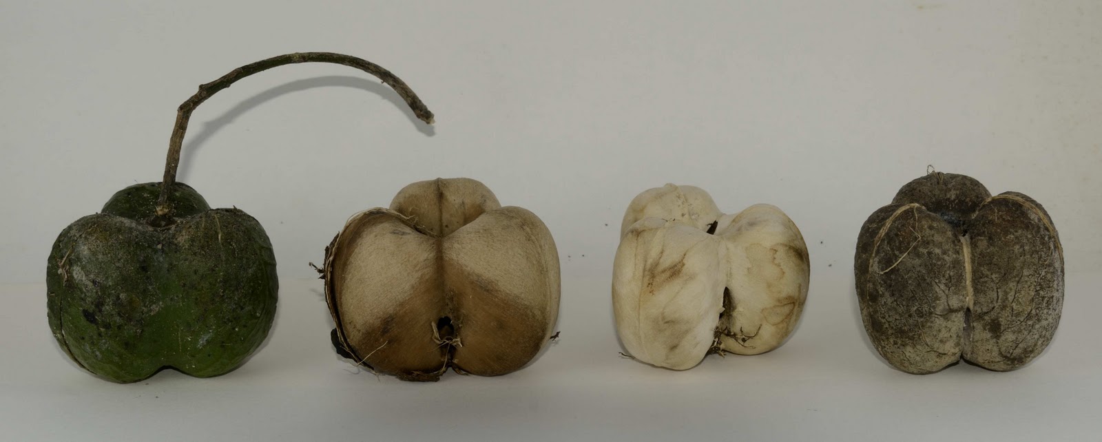 Mountain and Sea Rubber Fruit and Seed