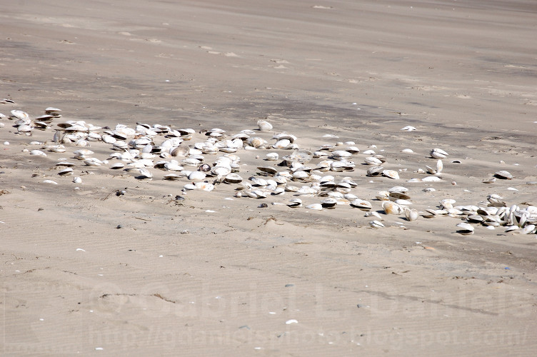 Gabriel Daniels Photography Revere Beach clam hell (20 Mar 2017)