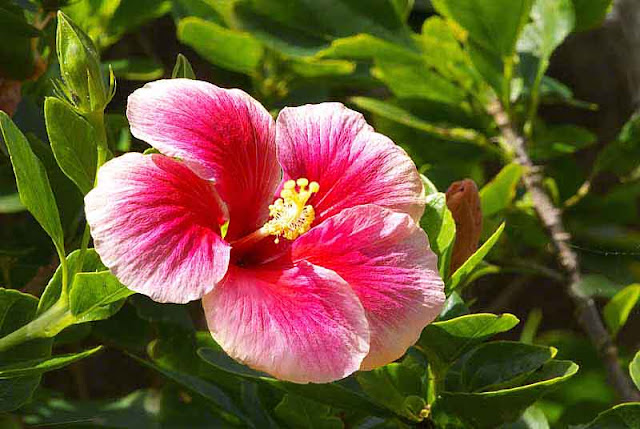 flower, plant, Hibiscus, pink