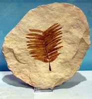 Fuente: http://fosil.com.es/imagenes/Cicadas.jpg
