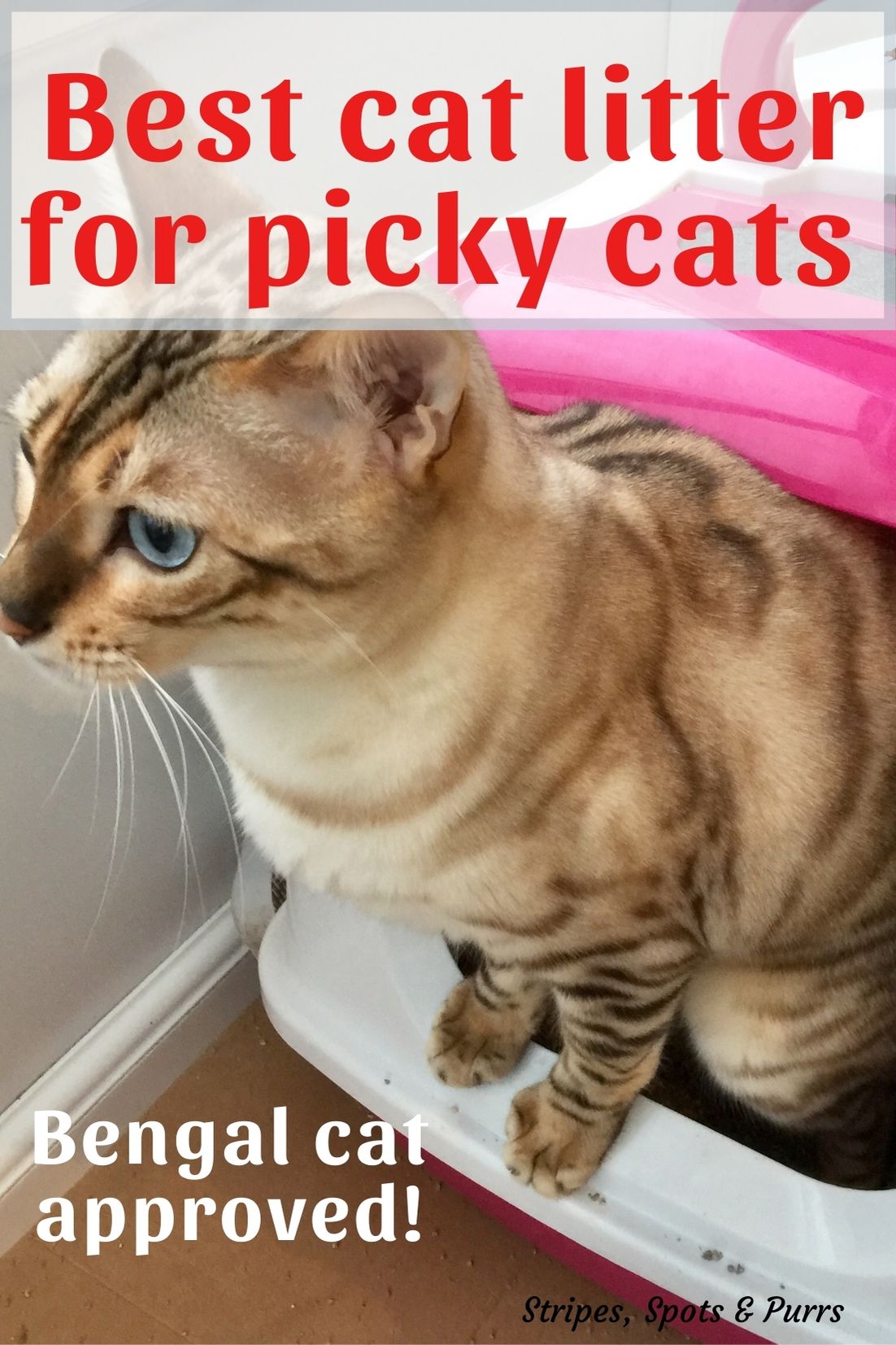 Best cat litter for picky cats Stripes Spots and Purrs