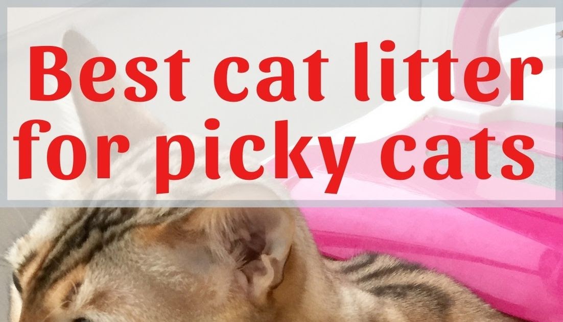 Best cat litter for picky cats Stripes Spots and Purrs