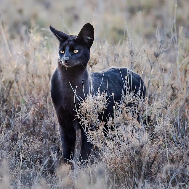 Black serval. Photo: George Benjamin.