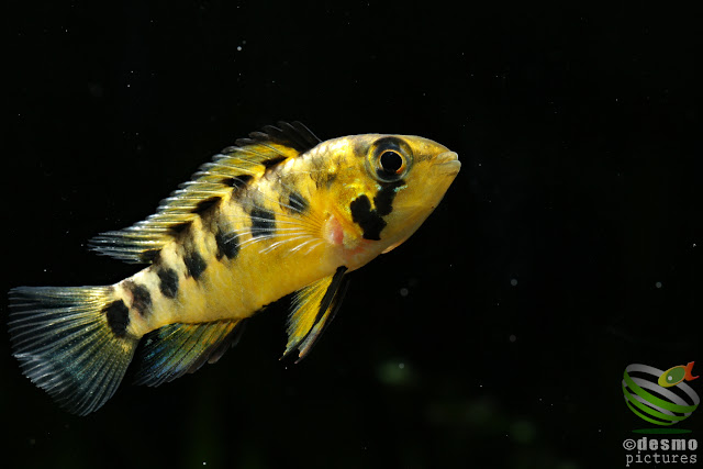 Apistogramma sp. sanjose