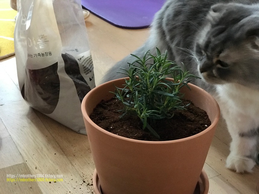 이케아 정원용품으로 반려동물과 봄맞이 시작하기 IKEA Air purification plant with cat