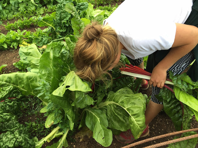 Picking freshly grown chard in an allotment