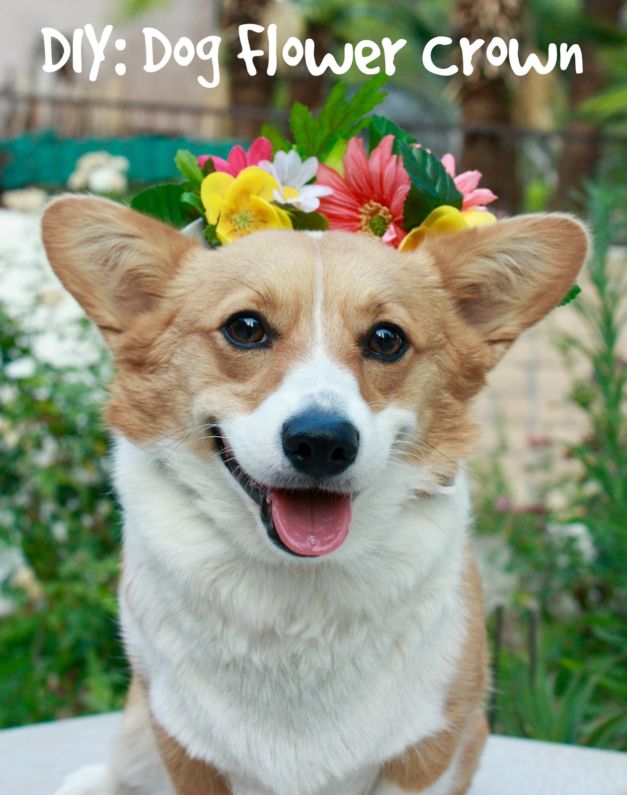 Love, Nessa DIY Dog Flower Crown