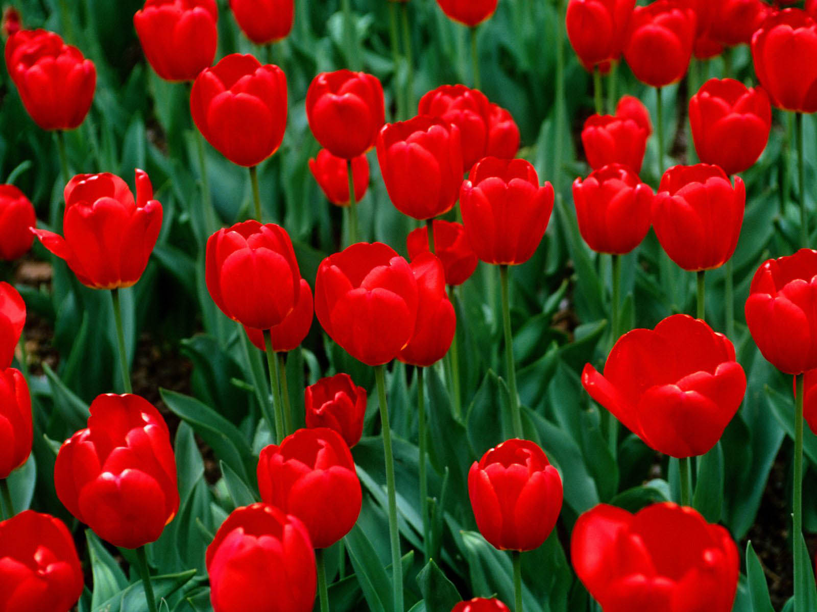 wallpaper Red Tulips Wallpapers