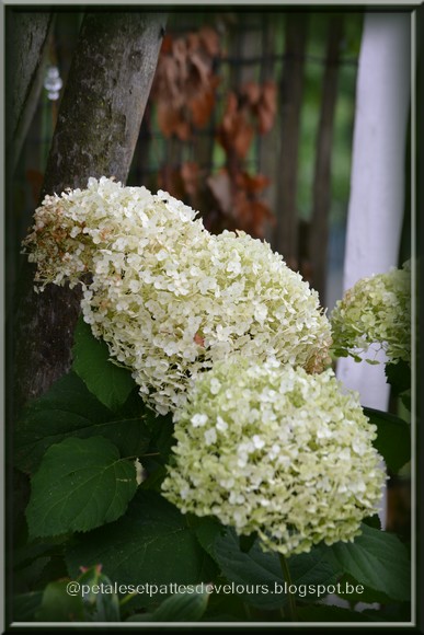 Petales Et Pattes De Velours