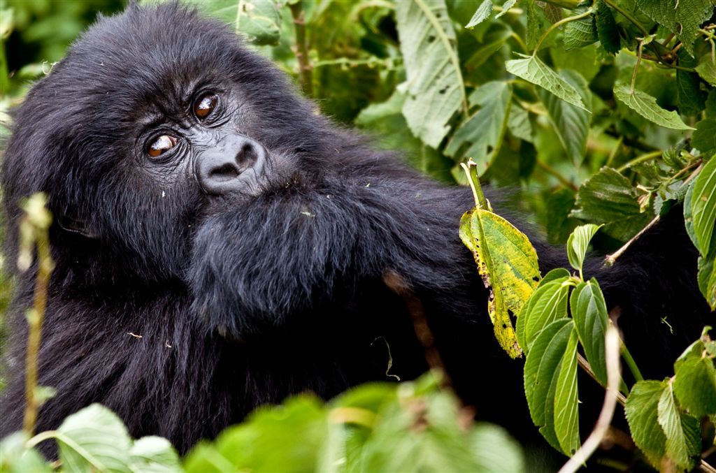 Republica democratica de Congo - Africa Central | Conoce el mundo