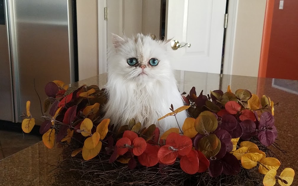 Supplements Help Silver Persian Cat With Kidney Disease Holistic Vet