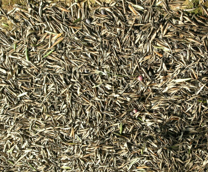 Aventuras en la Palma d´Ebre HOJAS DE OLIVO COMO ABONO