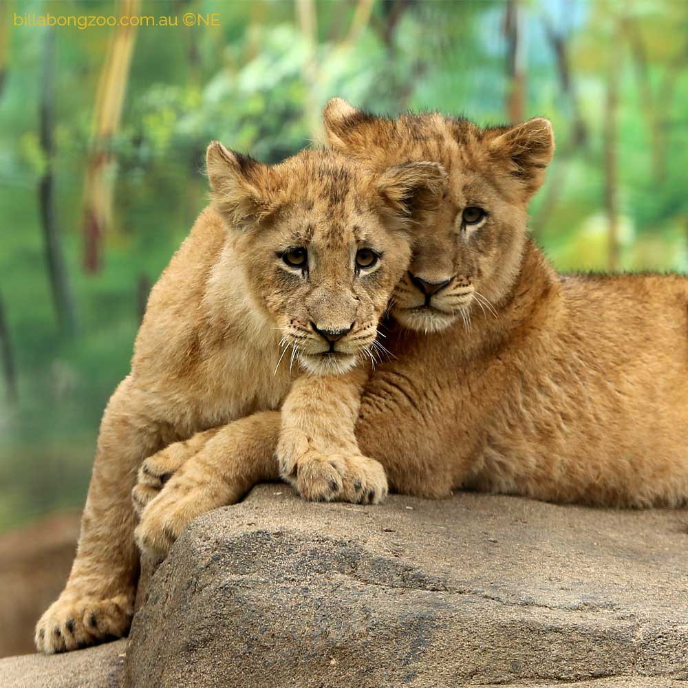 billabong wildlife park