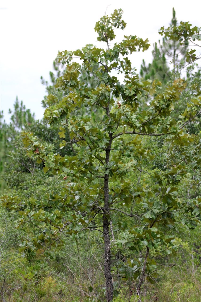 Choice Central A Place for Choosers July 2011