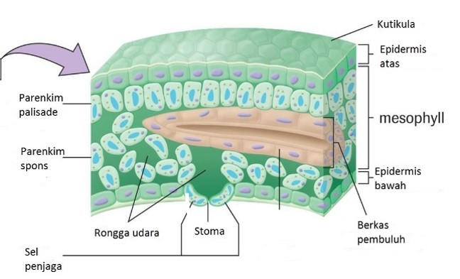 Jaringan Pada Makhluk Hidup Hauma Genst
