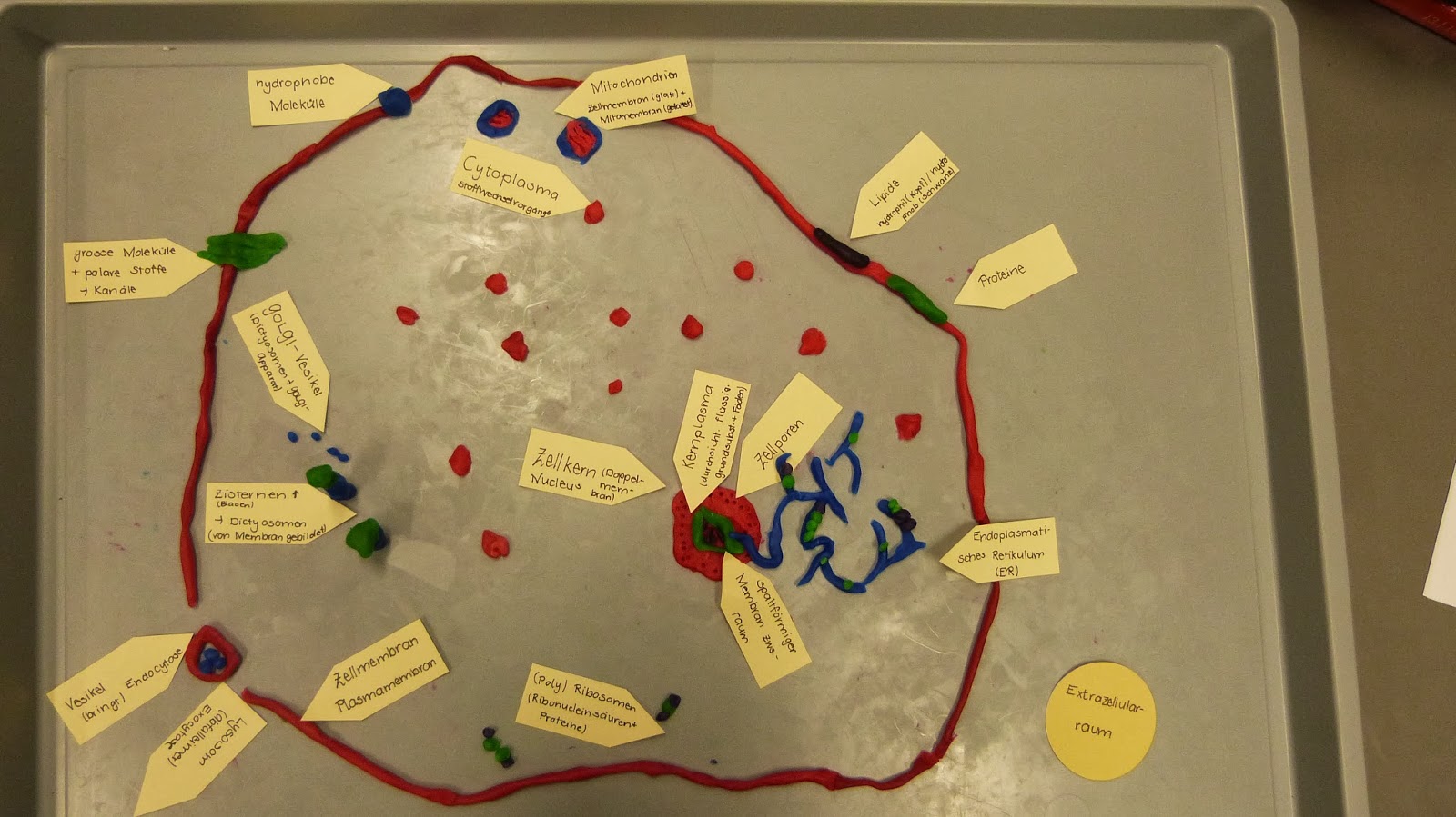 Biologie an der KSR: Aufbau und Funktion einer Zelle