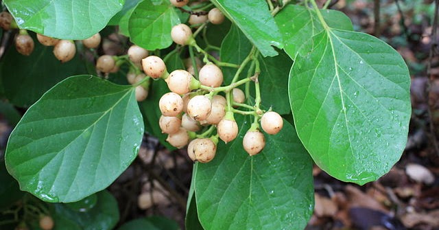 Sweeter but a sticky fruit, Lasura!