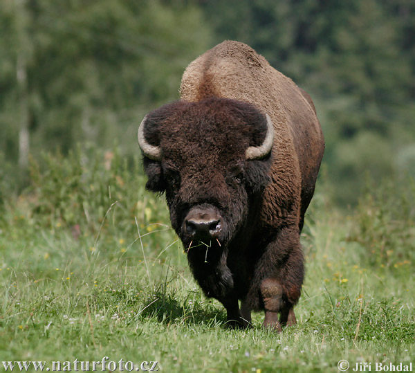 Give Animals a Voice List of Endangered Animals in America