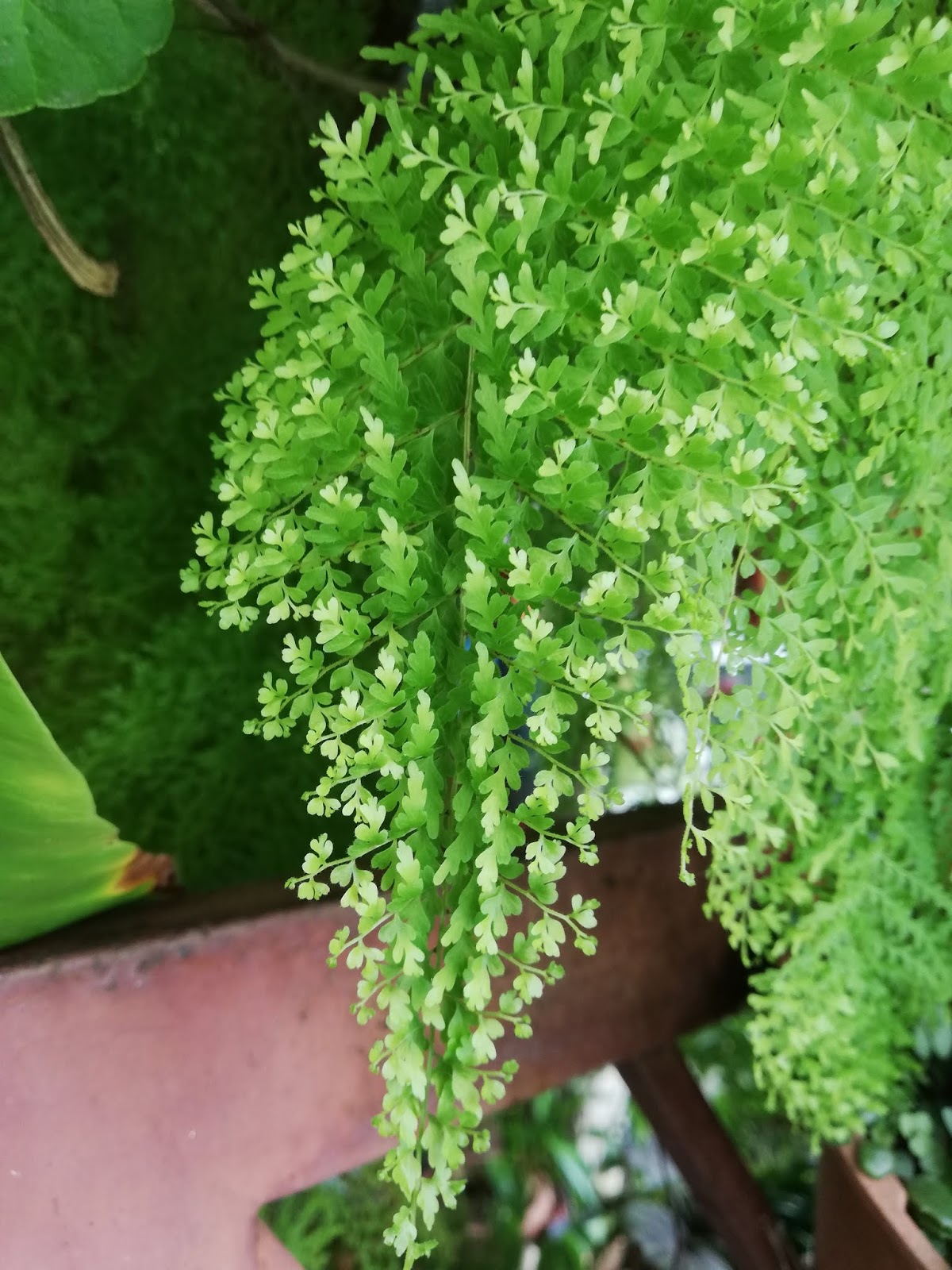 Garden Chronicles of James David Different Types of Ferns & Allies