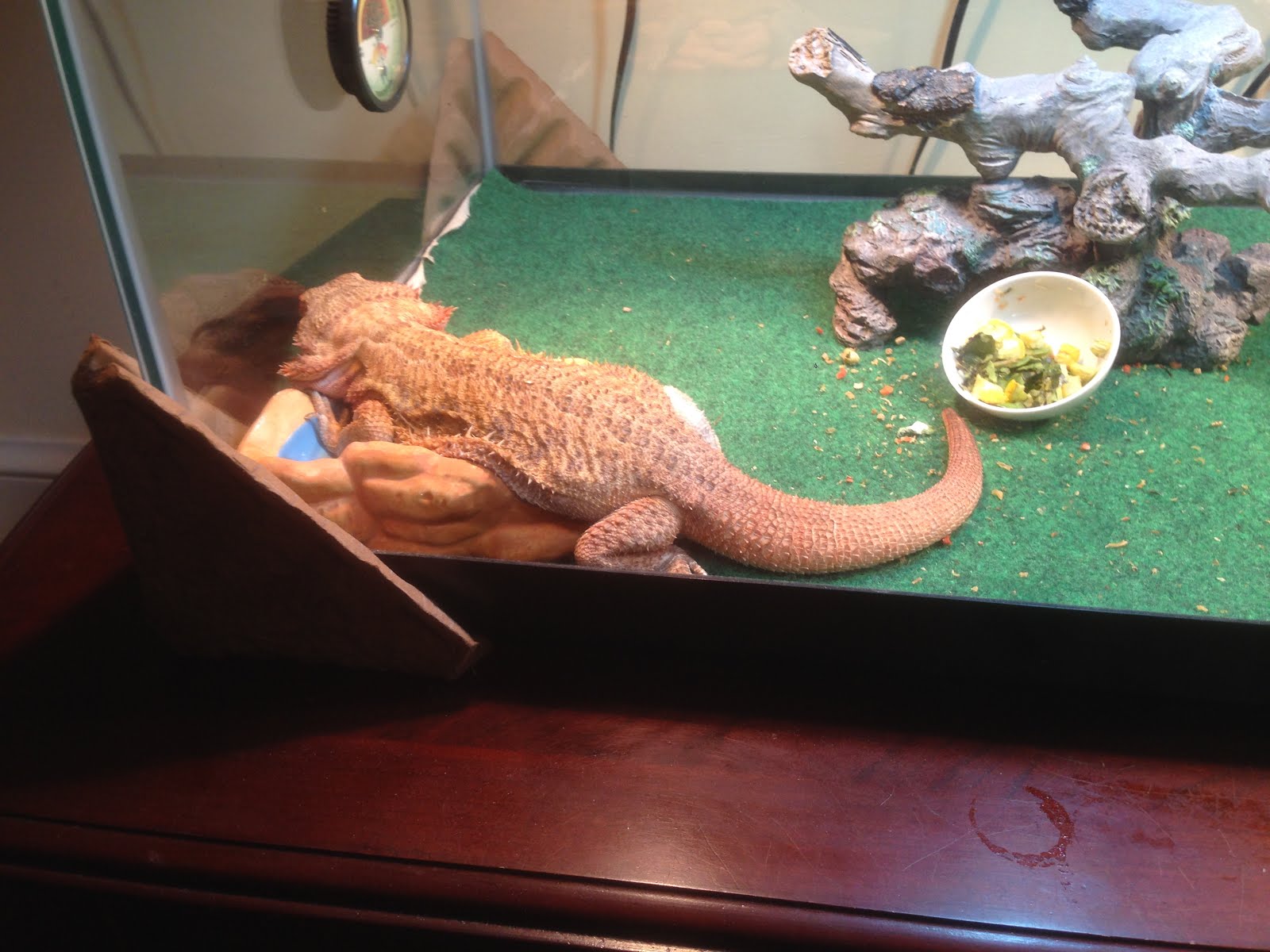 bearded-dragon-poop-odor-removal-baking-soda.jpg