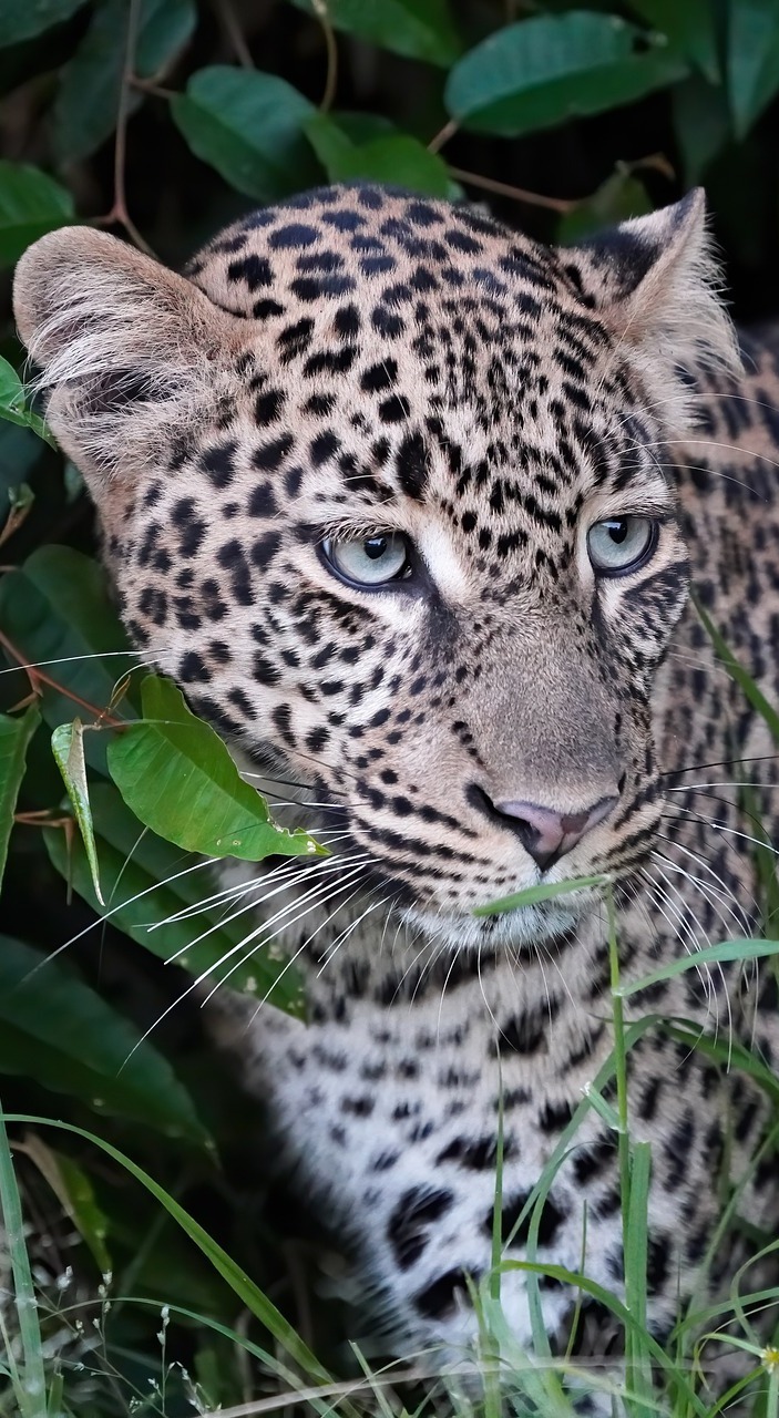 Beautiful leopard.