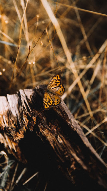 HD butterfly wallpaper, tree trunk, insect, macro