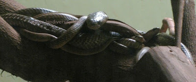Indian Cobra, Naja naja, venomous snakes India, Indian snake
