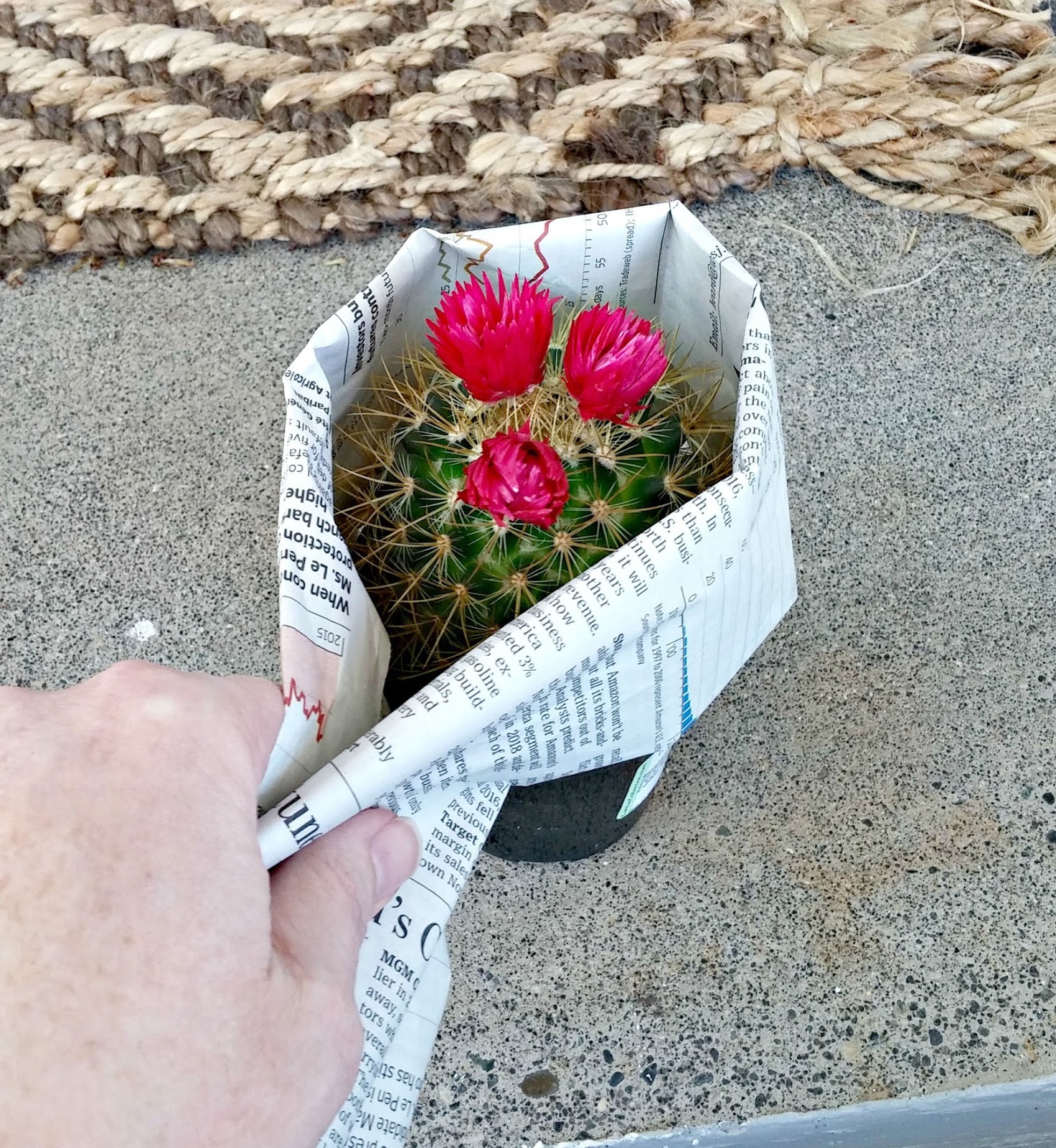 How to Transplant a Cactus Little Vintage Cottage