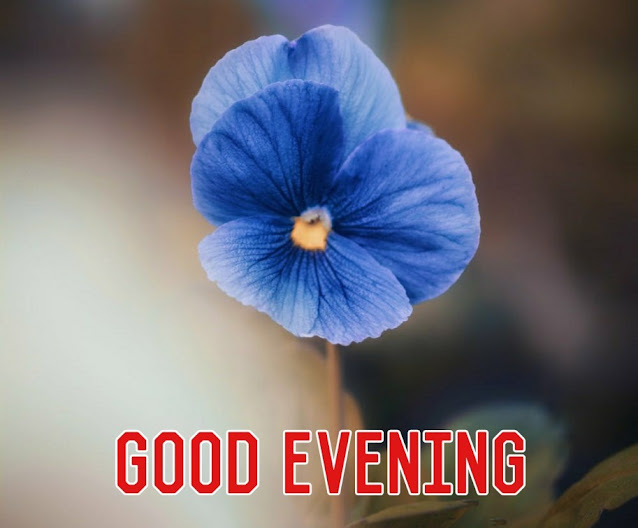 good evening flowers good evening flowers