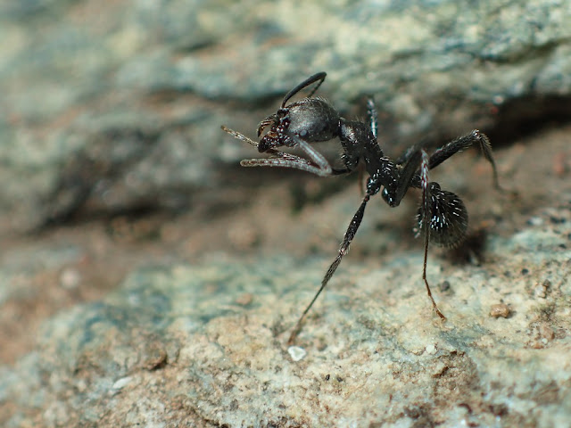 Aphaenogaster spinosa Aphaenogaster spinosa