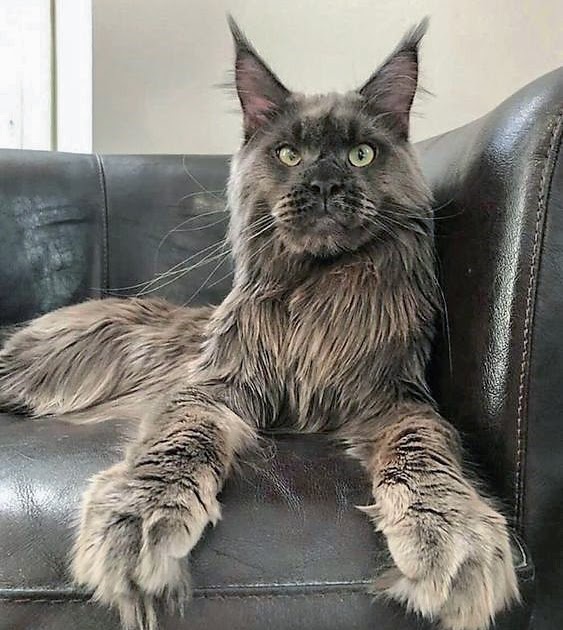 Your Maine Coon Guide