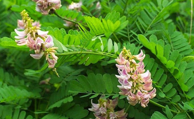 10 Jenis Tanaman Obat Asli Indonesia Beserta Manfaatnya 10 Jenis Tanaman Obat Asli Indonesia Beserta Manfaatnya